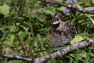 Byk Karamelek (Hipparchia syriaca)