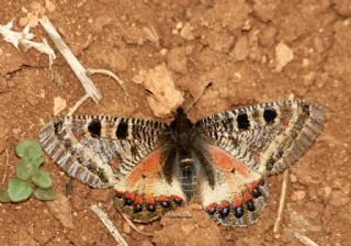 Yalanc Apollo (Archon apollinus)