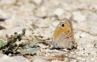 Ar Esmerperisi (Hyponephele wagneri)