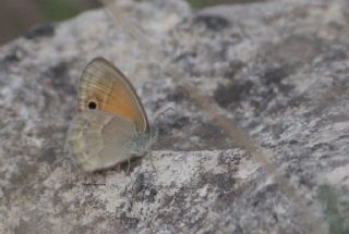 ran Zpzp Perisi (Coenonympha saadi)