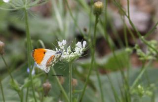 Turuncu Ssl (Anthocharis cardamines)