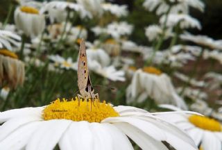 Benekli Bakr Gzeli (Lycaena phlaeas)