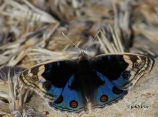 Dicle Gzeli (Junonia orithya)