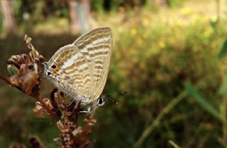 Lampides&nbsp;(Lampides&nbsp;boeticus)
