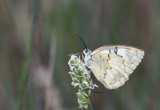 Akdeniz Melikesi (Melanargia titea)