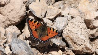 Aglais (Aglais urticae)