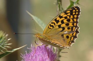 Byk nci (Fabriciana adippe)