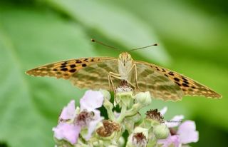 Cengaver (Argynnis paphia)