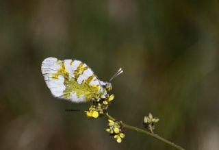 Zegris (Zegris eupheme)