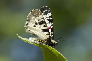 Kafkas Fistosu (Zerynthia caucasica)