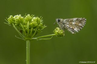 Benekli Bakr Gzeli (Lycaena phlaeas)