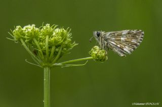 Ebegmeci Zpzp (Pyrgus malvae)