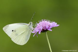 Kk Beyazmelek (Pieris rapae)