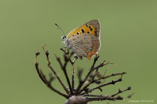 Benekli Bakr Gzeli (Lycaena phlaeas)