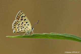 sli Bakr Gzeli (Lycaena tityrus)