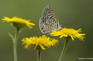 Mavi Zebra (Leptotes pirithous)