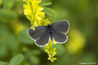 Ebegmeci Zpzp (Pyrgus malvae)