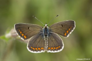 okgzl Esmer (Aricia agestis)