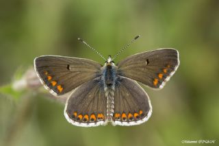 okgzl Esmer (Aricia agestis)