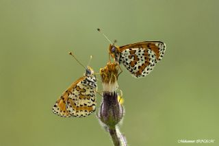 Benekli parhan (Melitaea didyma)