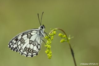 Orman Melikesi (Melanargia galathea)