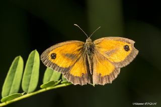 Pironiya (Pyronia tithonus)