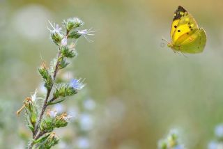 Sar Azamet (Colias croceus)