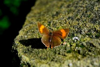 Sar Azamet (Colias croceus)