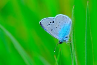 Karagz Mavisi (Glaucopsyche alexis)