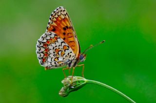 Benekli Byk parhan (Melitaea phoebe)