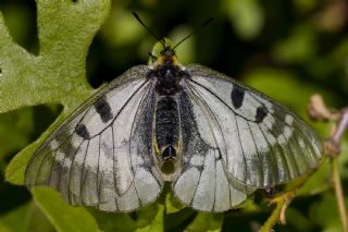 Dumanl Apollo (Parnassius mnemosyne)