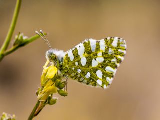 Da Oykls (Euchloe ausonia)