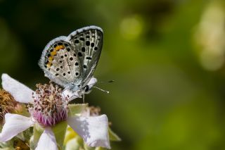 Himalaya Mavisi (Pseudophilotes vicrama)