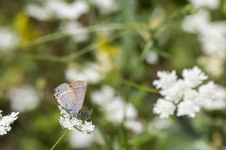 Sevbeni (Satyrium abdominalis)