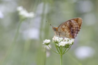 Brtlen Brentisi (Brenthis daphne)