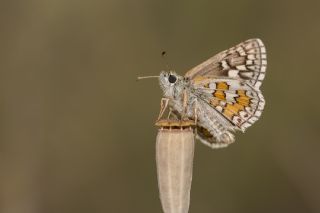 Sarbandl Zpzp (Pyrgus sidae)