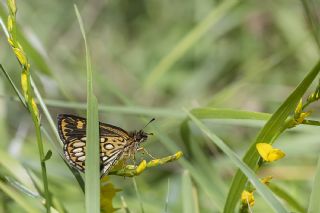 Beyaz Benekli Zpzp (Heteropterus morpheus)