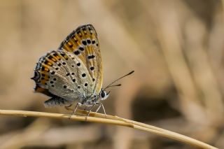 Kk Ate Gzeli (Lycaena thersamon)