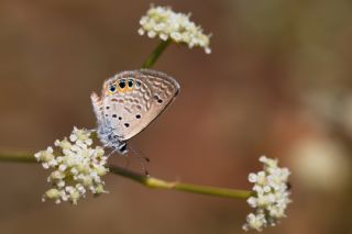 Mcevher Kelebei (Chilades trochylus)