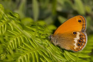 Funda Zpzp Perisi (Coenonympha arcania)