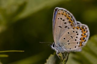 das Mavisi, Esmergz (Plebejus idas)