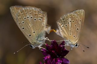 Anormal okgzl (Polyommatus admetus)