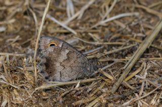 Aa Karamelei (Hipparchia statilinus)