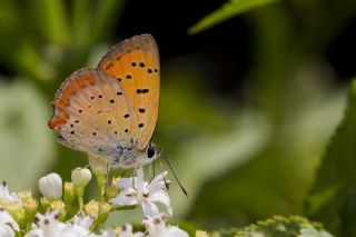 Osmanl Atei (Lycaena ottomanus)