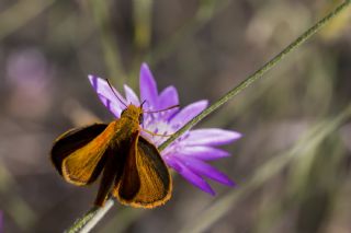 Sar Lekeli Zpzp (Thymelicus acteon)