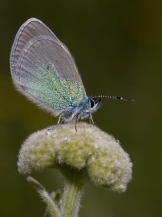 Karagz Mavisi (Glaucopsyche alexis)