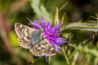 Anadolu Z�pz�p�&nbsp;(Muschampia&nbsp;proteides)