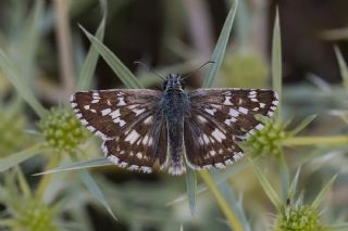 Gzel Zpzp (Pyrgus cinarae)