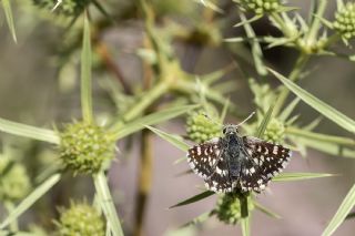 Acem Zpzp (Spialia phlomidis)