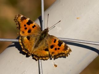 Karaaa Nimfalisi (Inachis polychloros)